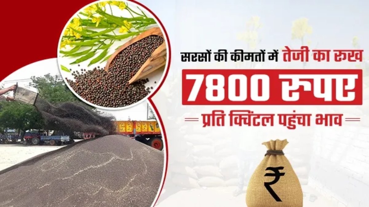 सरसों भाव